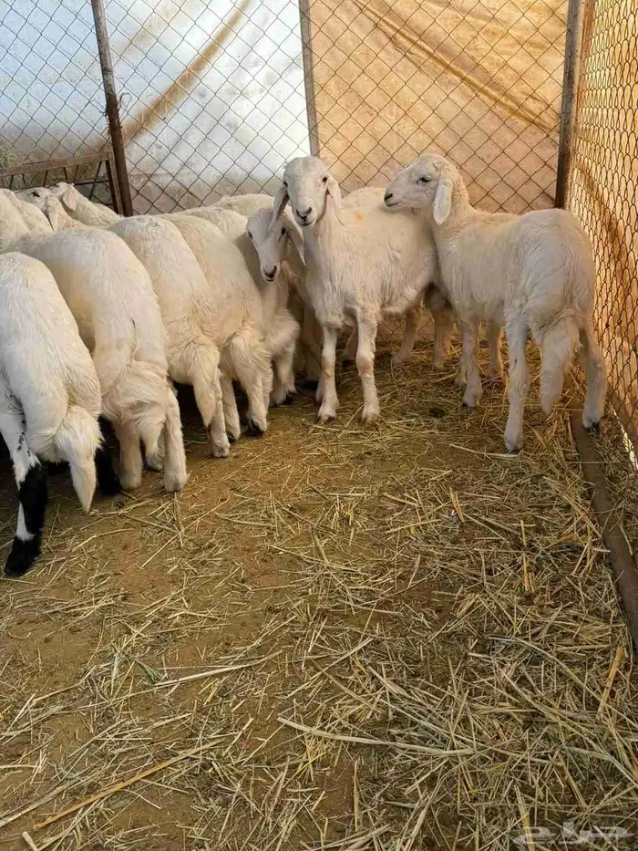 16 خروف وسط 0