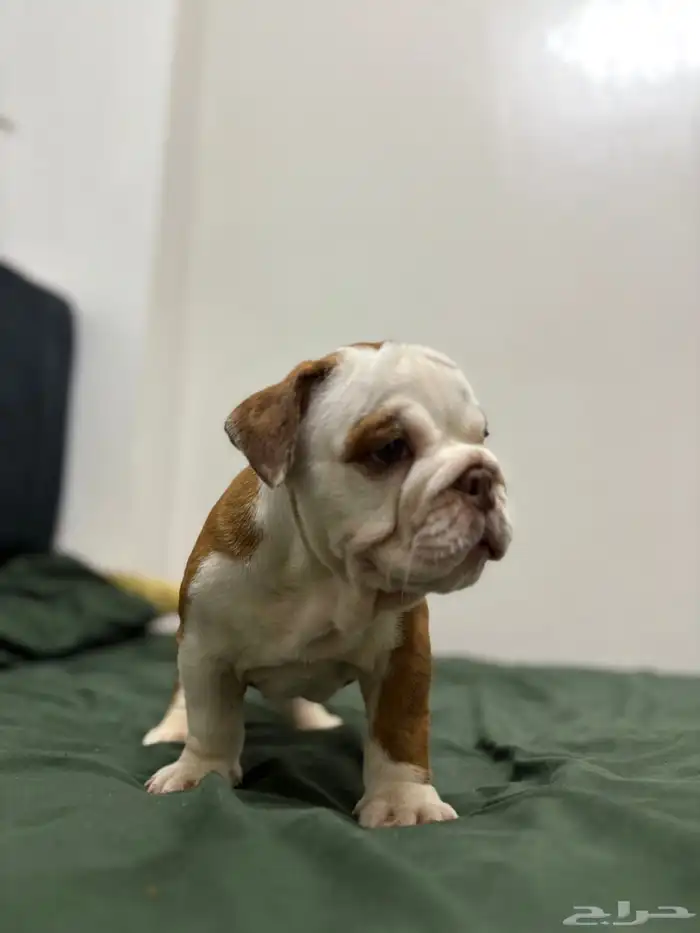 british bulldog بريتيش بولدوج جراوي 1