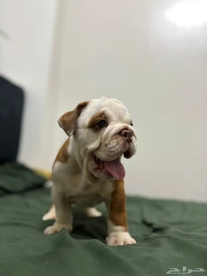 british bulldog بريتيش بولدوج جراوي 5