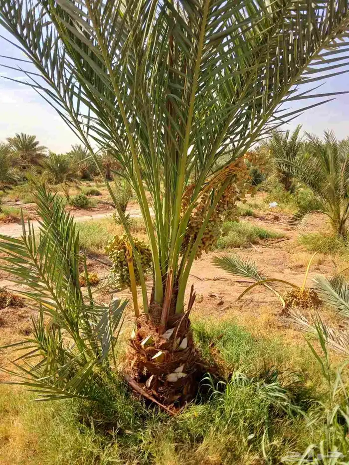 نخل مثمر فاخر نخل واشنطني زينه صقعي مجدول نبوت سلطان خلاص 0