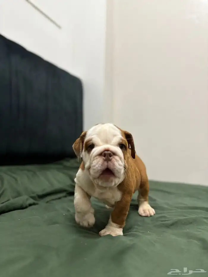 british bulldog بريتيش بولدوج جراوي 2