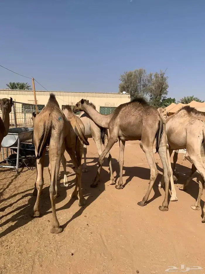 لأصحاب الملاحم والتجار قعدان صومالية تربية نظيفة وجودة 3