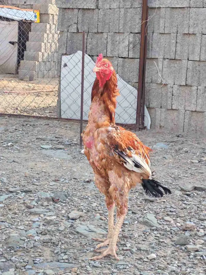 ديك سندي تم البيع 2