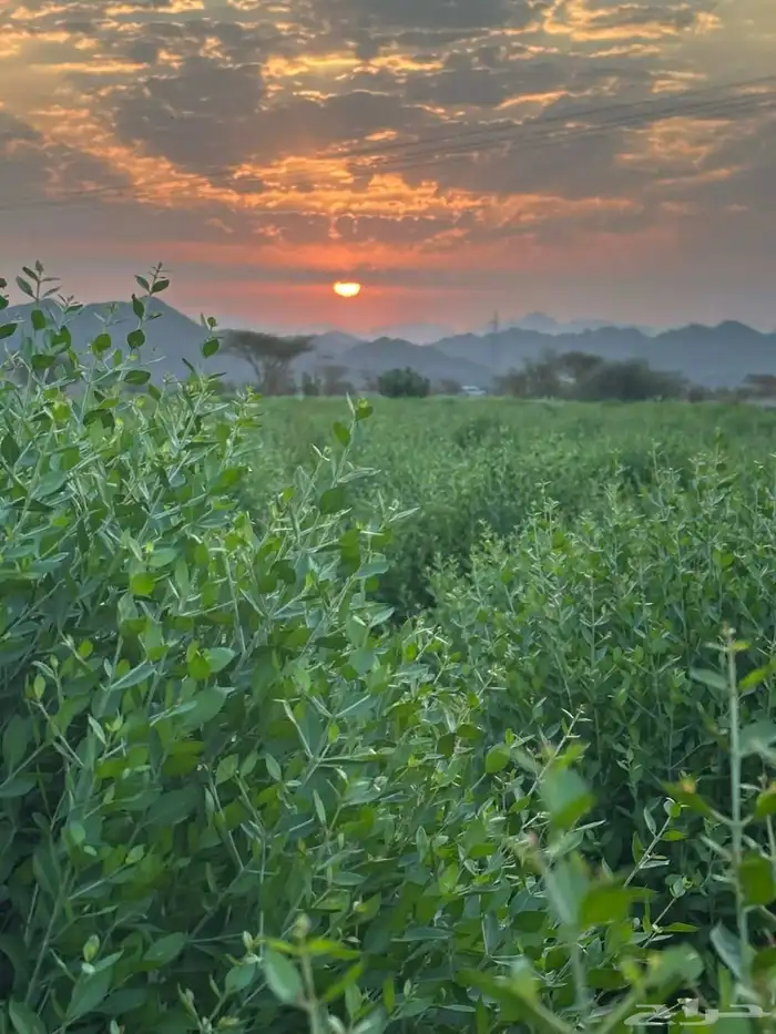 حناء عضوي بدون أضافات خصم للكميات توصيل جميع مدن المملكة 1