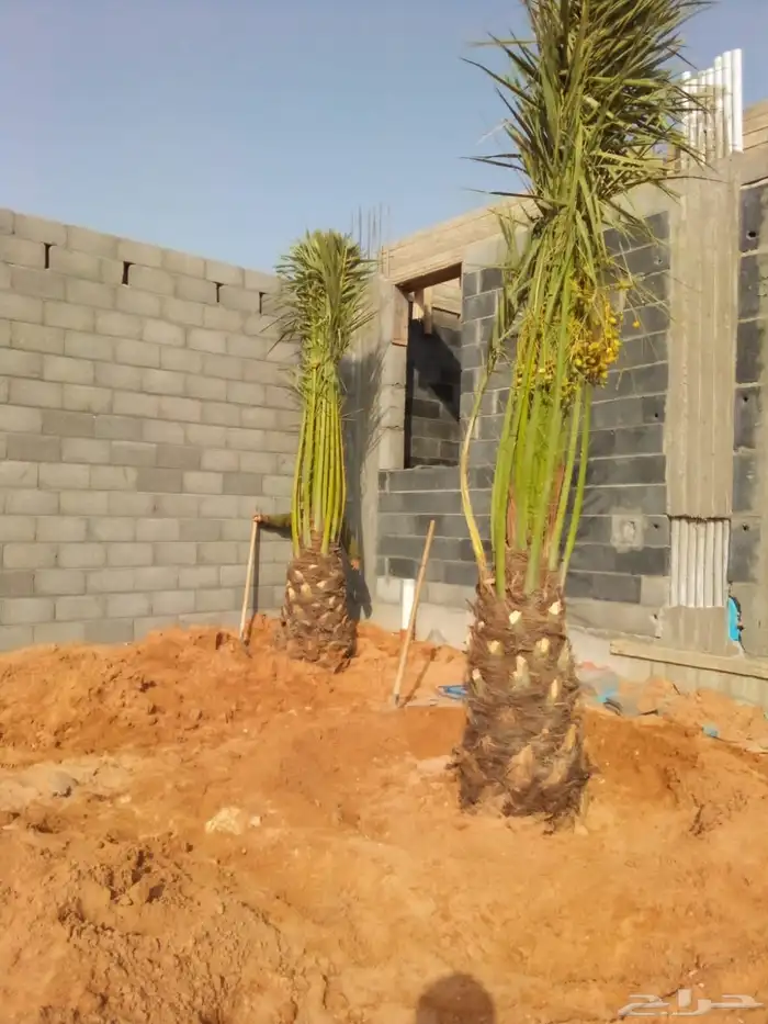 نخل مثمر فاخر نخل واشنطني زينه صقعي مجدول نبوت سلطان خلاص 1