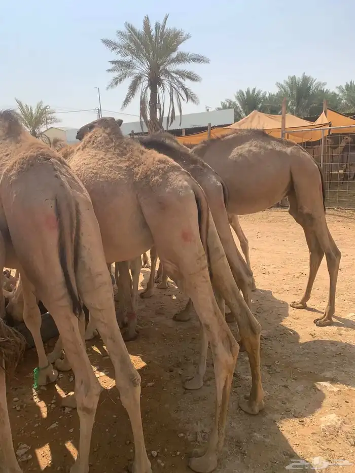 قعدان صومالي تربيه 2800 تناسب جميع المناسبات والاعراس 2