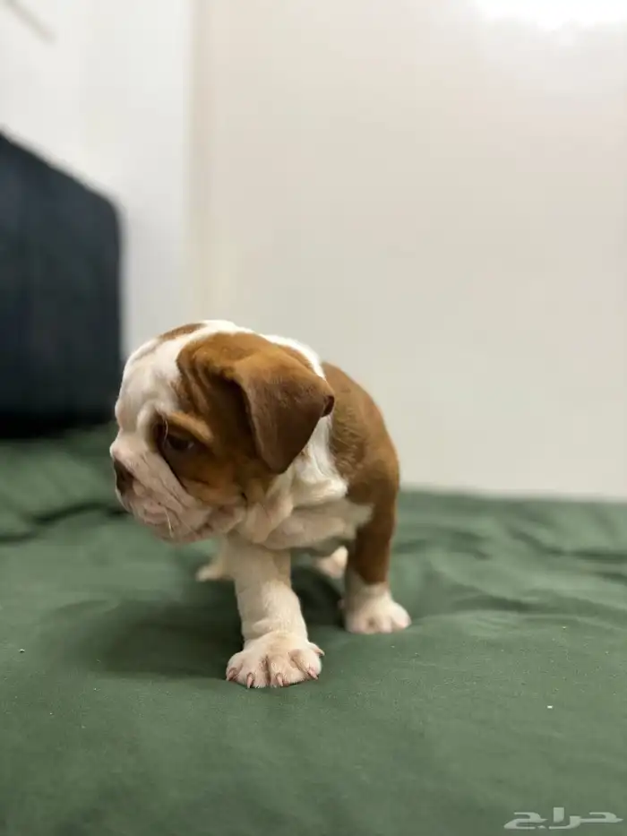 british bulldog بريتيش بولدوج جراوي 3