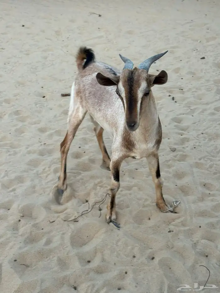 للبيع تيس جذع 1