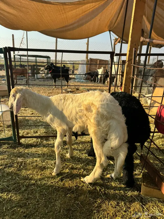 هرفي 1