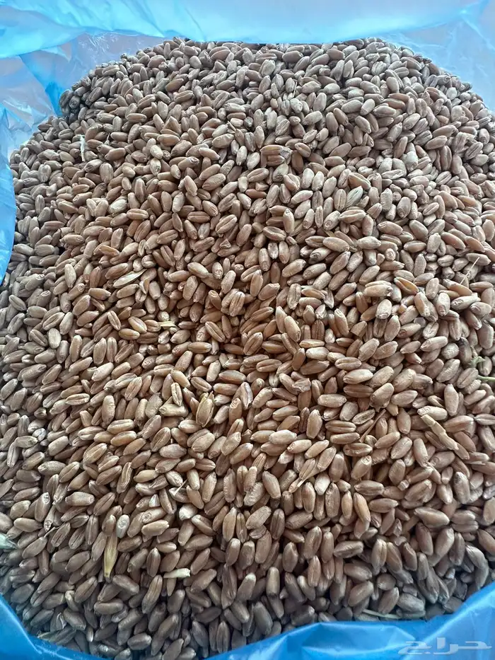 للبيع قمح زراعي 0