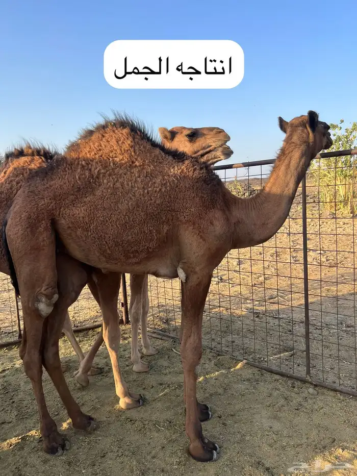 للبيع جمل طيب ومشروط 9