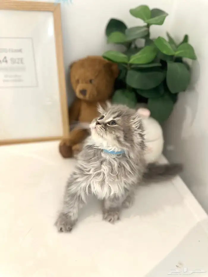 سكوتش فولد لونق هير اقساط تابي 2