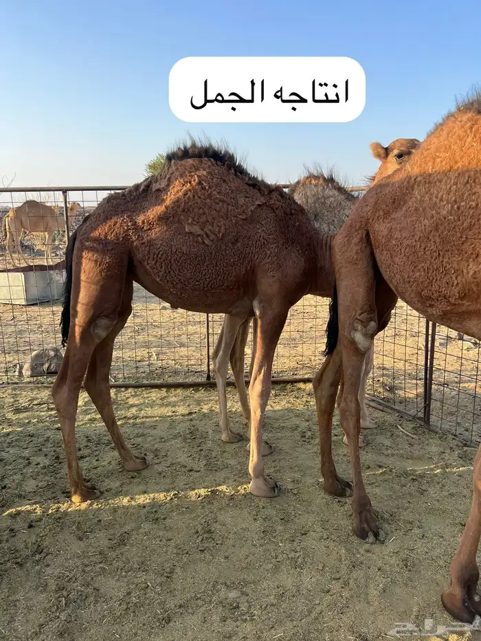 للبيع جمل طيب ومشروط 11