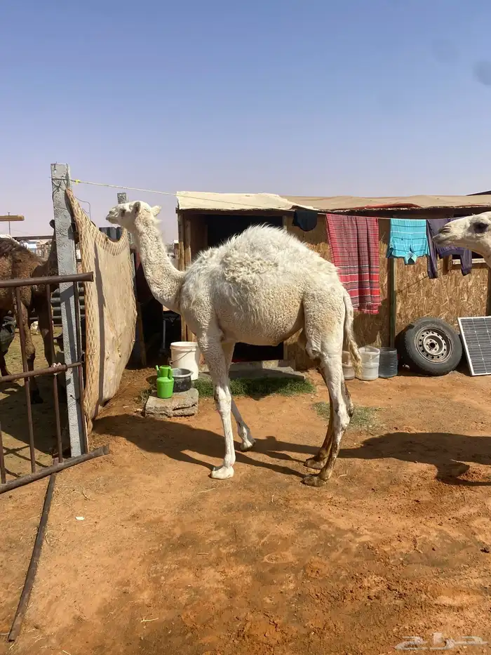 قعدان قصب 1
