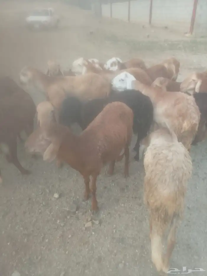 للبيع خرفان سواكني 0