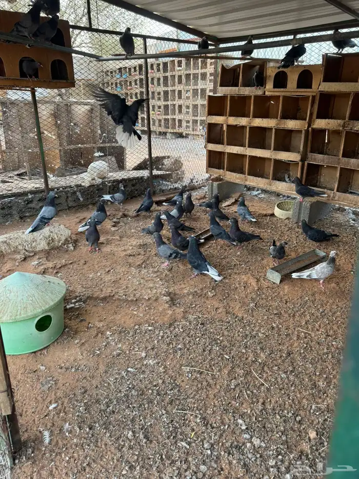 قطايف توب التوب 7
