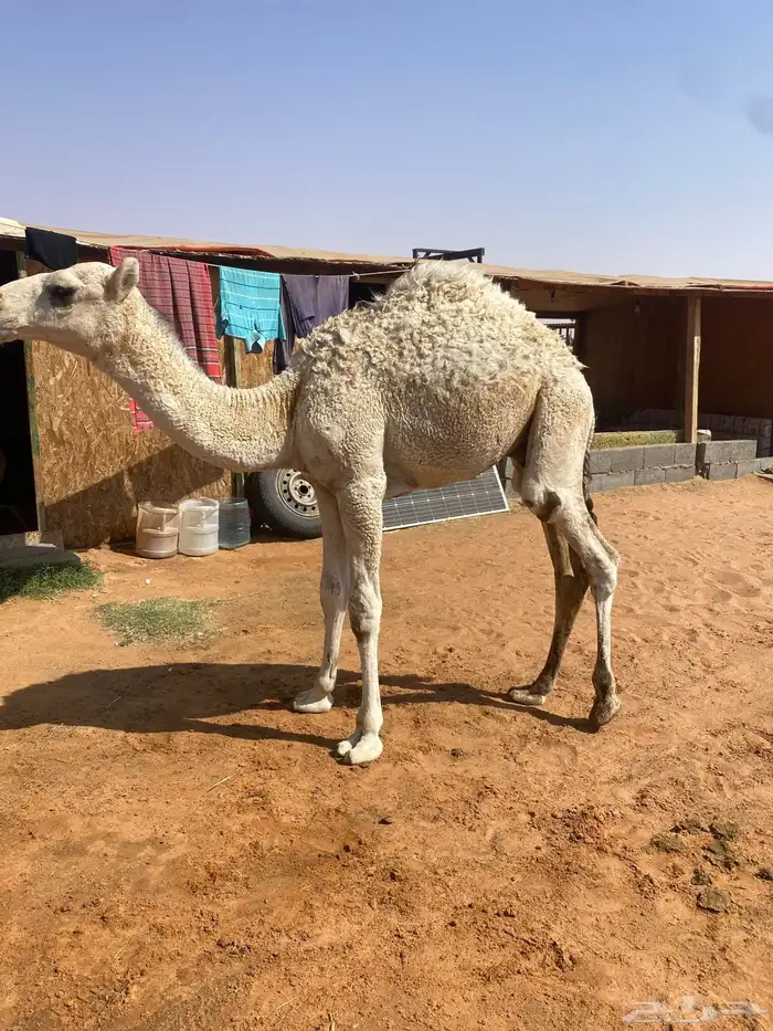 قعدان قصب 2