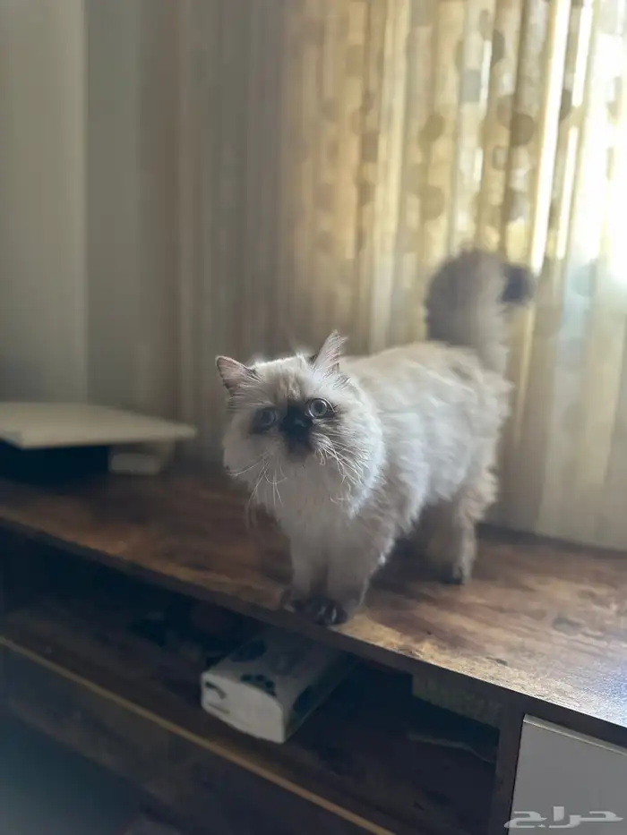 للبيع قطوة أنثى جميلة وأليفة 1