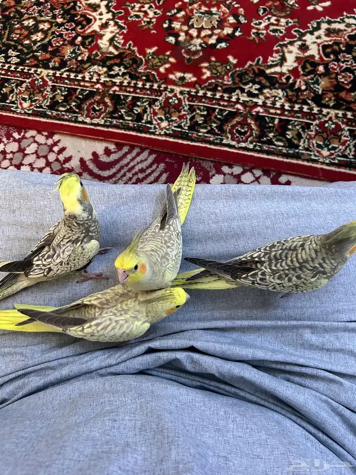 اعرض اليوم لكم طيور كروان أليفة العمر  شهر وثلاثة ايام 2