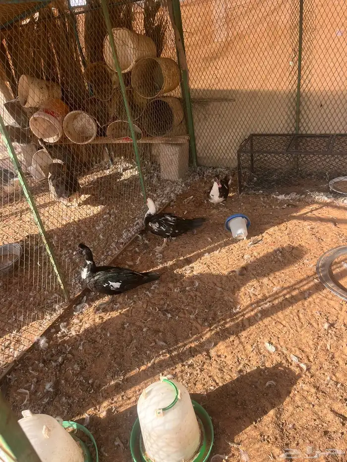 وز وبح 1