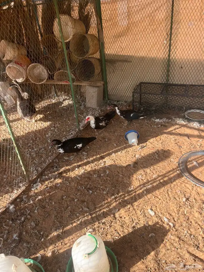 وز وبح 2