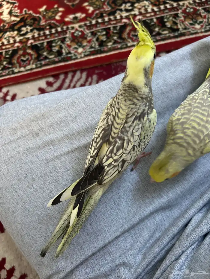 اعرض اليوم لكم طيور كروان أليفة العمر  شهر وثلاثة ايام 3