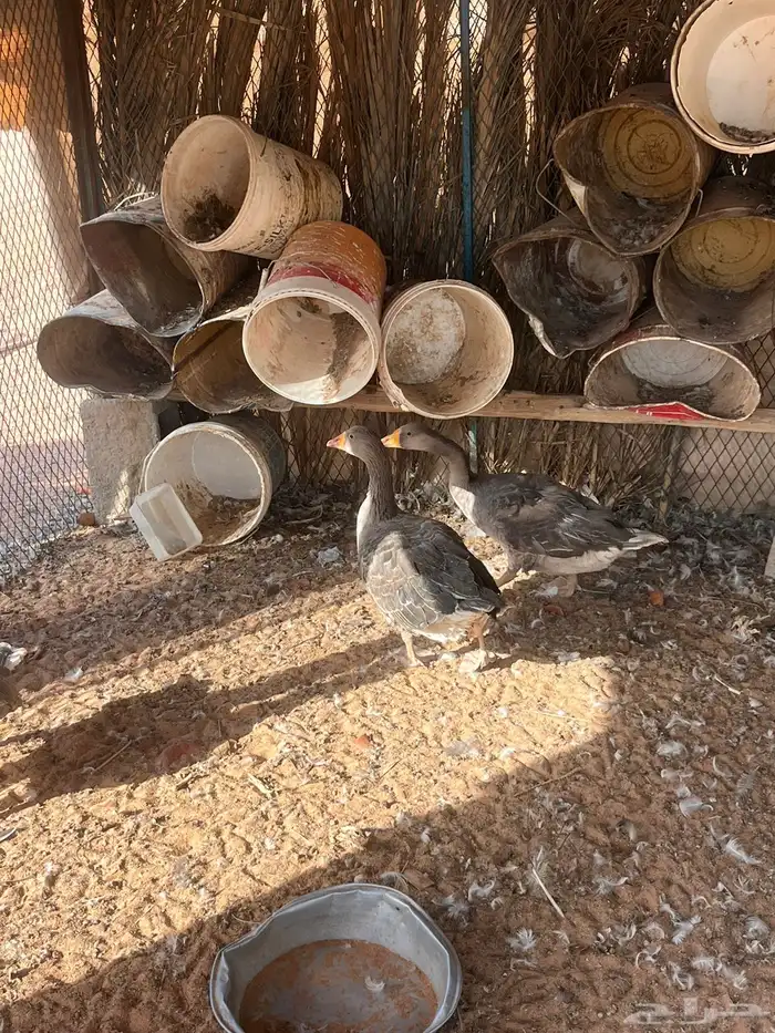 وز وبح 5