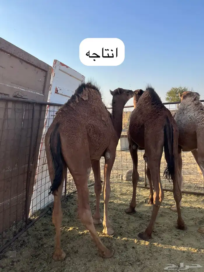 للبيع جمل طيب ومشروط 12