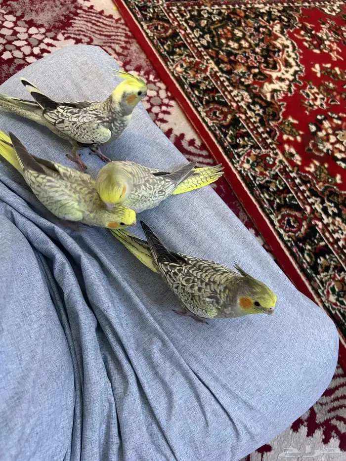 اعرض اليوم لكم طيور كروان أليفة العمر  شهر وثلاثة ايام 6