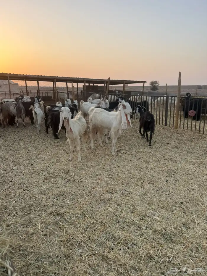 معزاء مشاريك 1