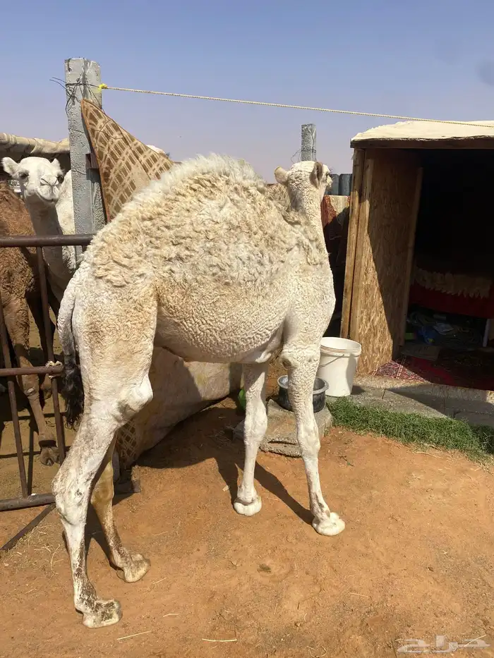 قعدان قصب 3