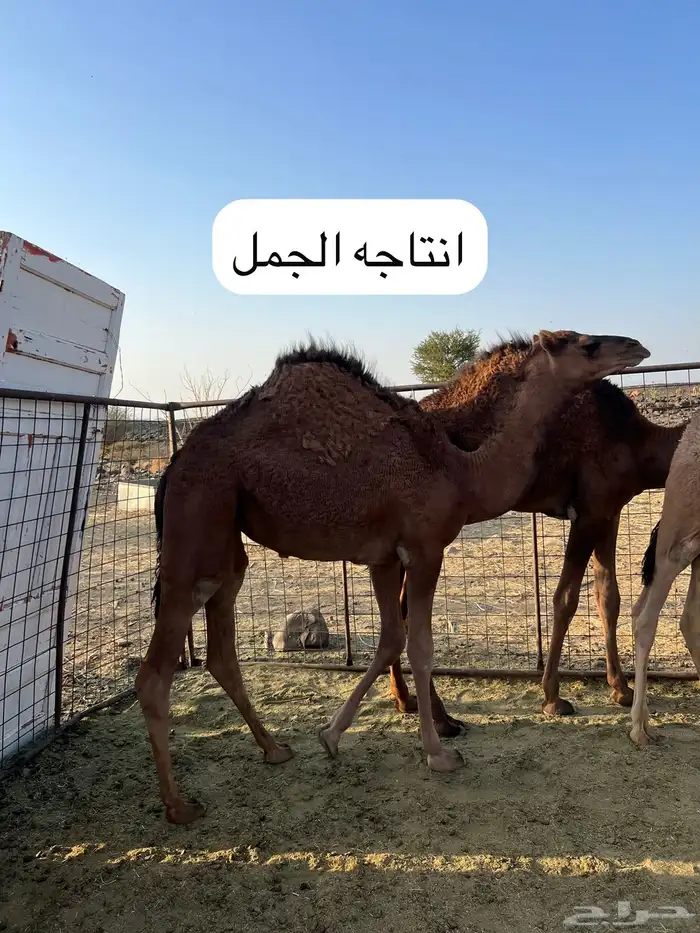 للبيع جمل طيب ومشروط 10