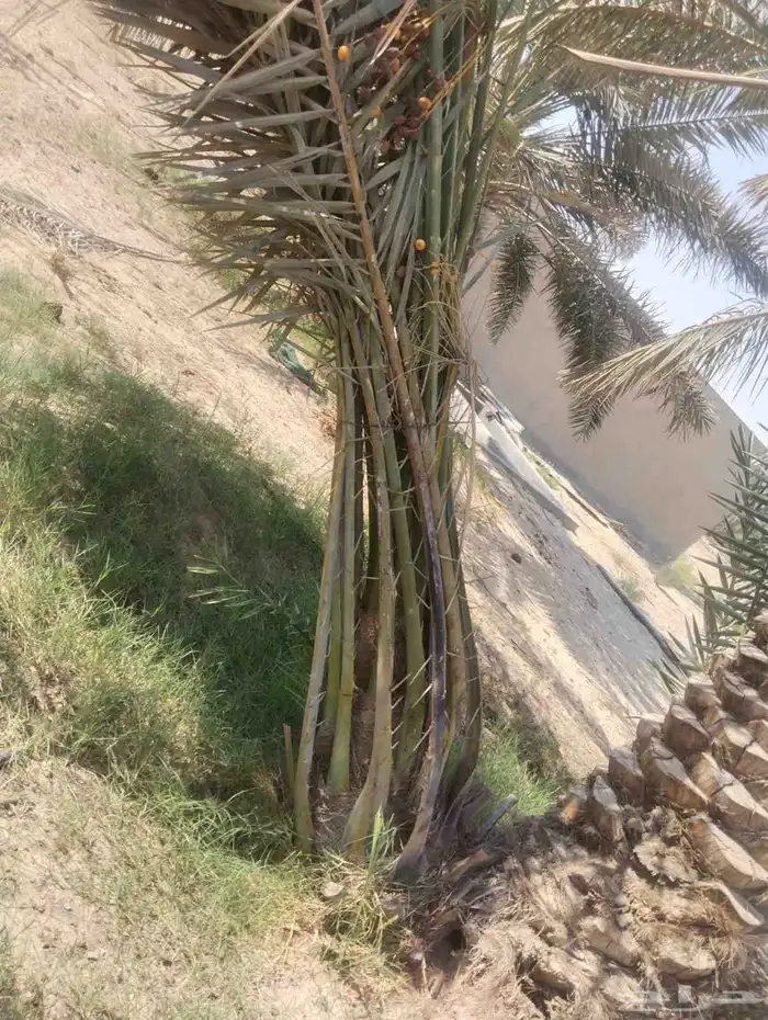 زراعه نخيل 1