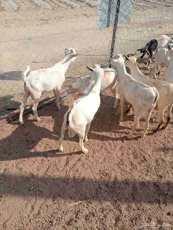 تيوس و قعدان 1
