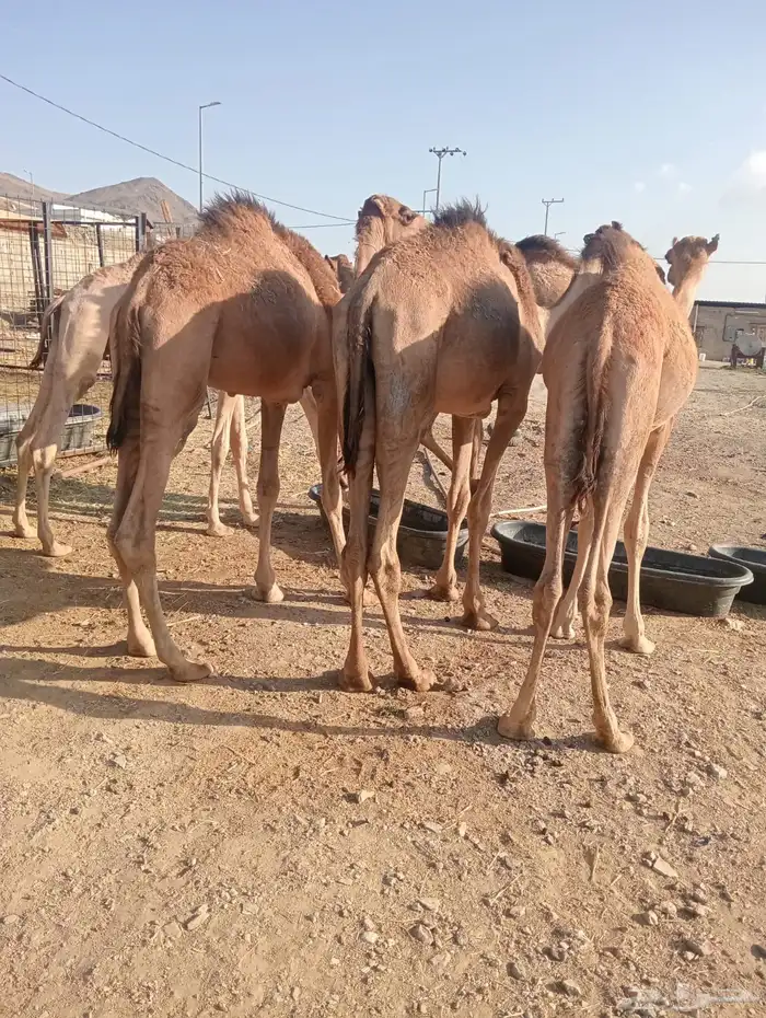 قعدان صومالي تربيه جمله وتفريد 2800 ريال 1