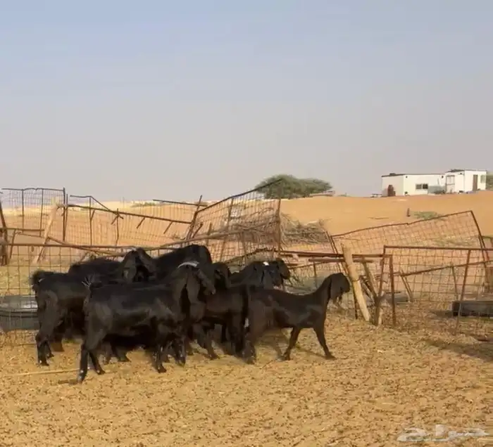 قبرصيات دلم نوادر(((تم البيع ))) 0