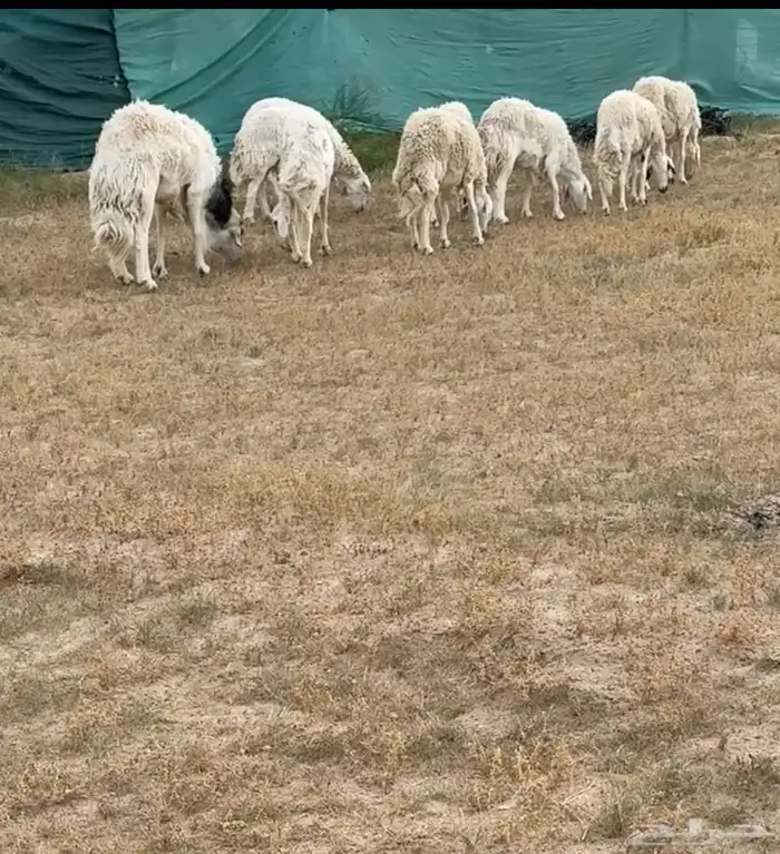 8 ضان حرش دفيع 0