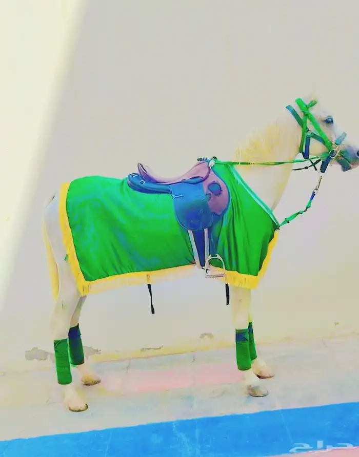 اجار جمال رحول وخيل عربية اصيلة 3