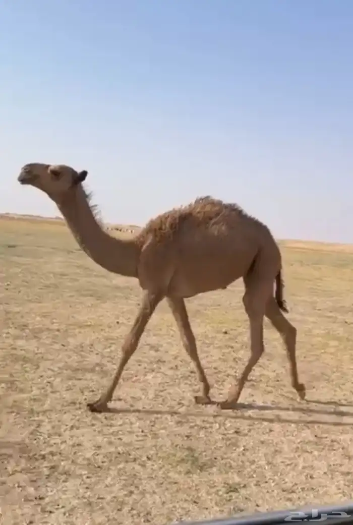 العشرا ام البكره الكفو 4