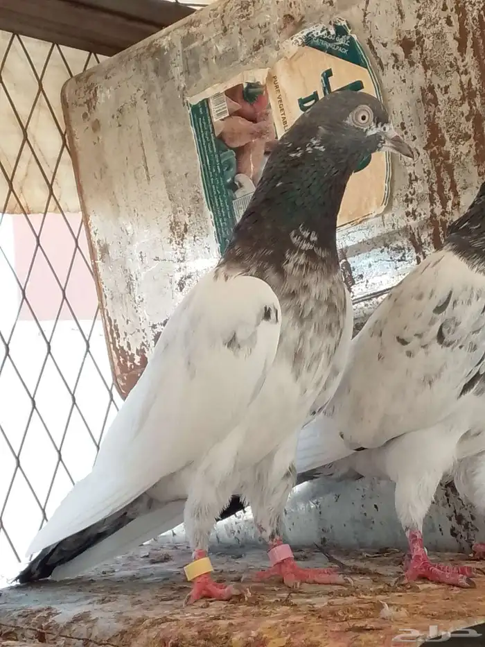 حمام باكستاني 5