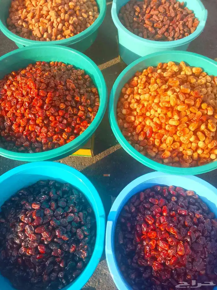 تمور حائل الفاخره 2