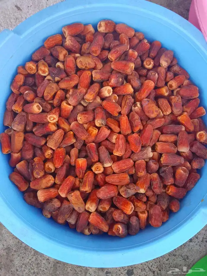 تمور حائل الفاخره 8