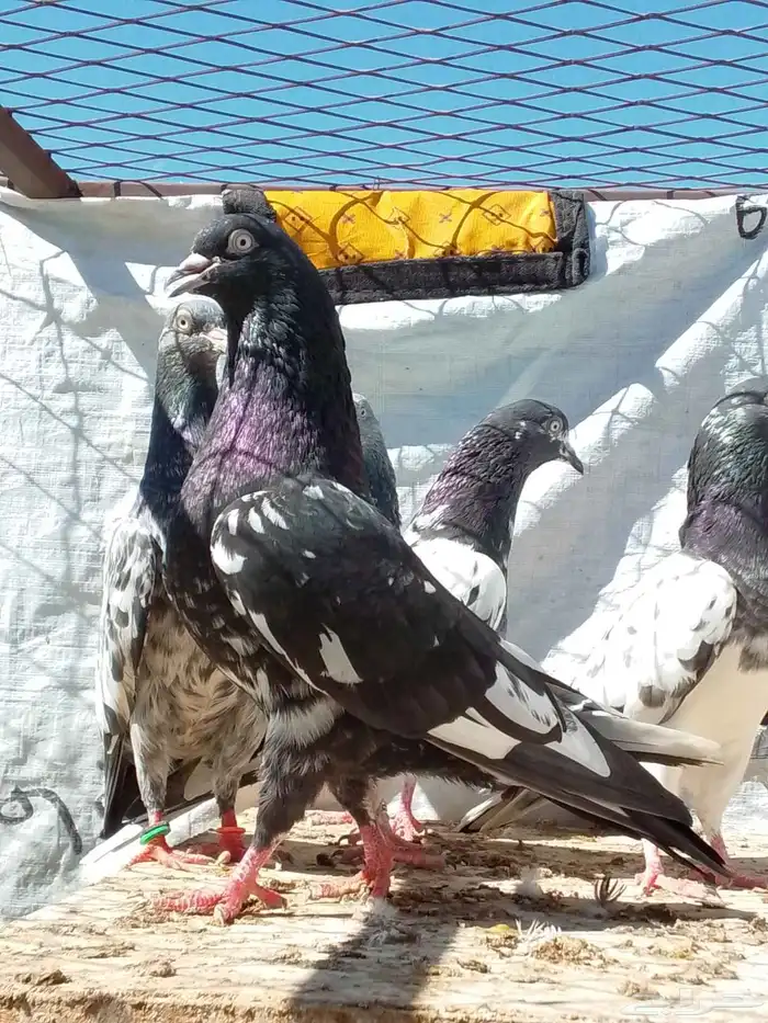 حمام باكستاني 0
