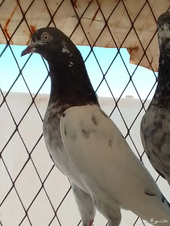 حمام باكستاني 4
