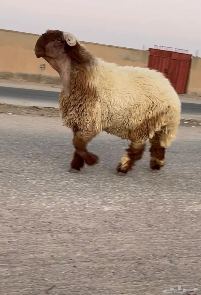 جدع نعيمي صنف فاخر للبيع 2