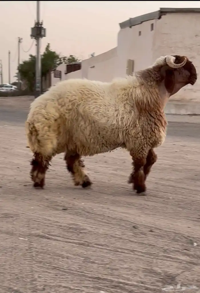 جدع نعيمي صنف فاخر للبيع 3
