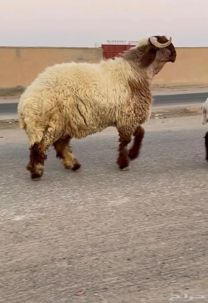 جدع نعيمي صنف فاخر للبيع 1