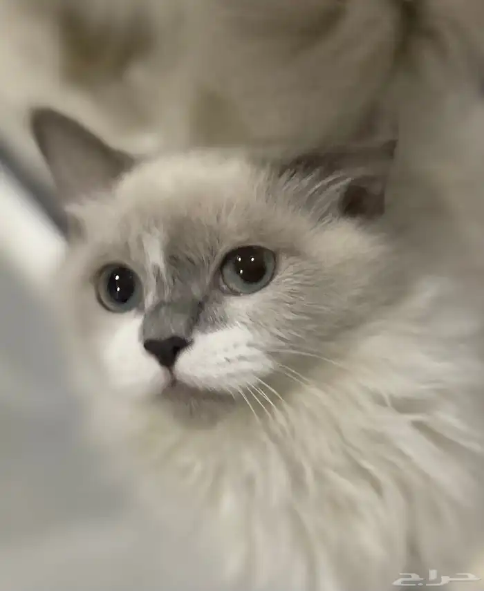 قط شيرازي هملايا 3