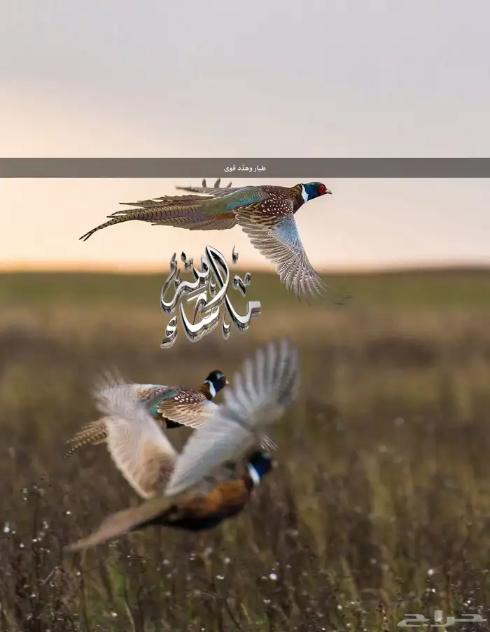 فزنت للبيع ذكور فقط 2