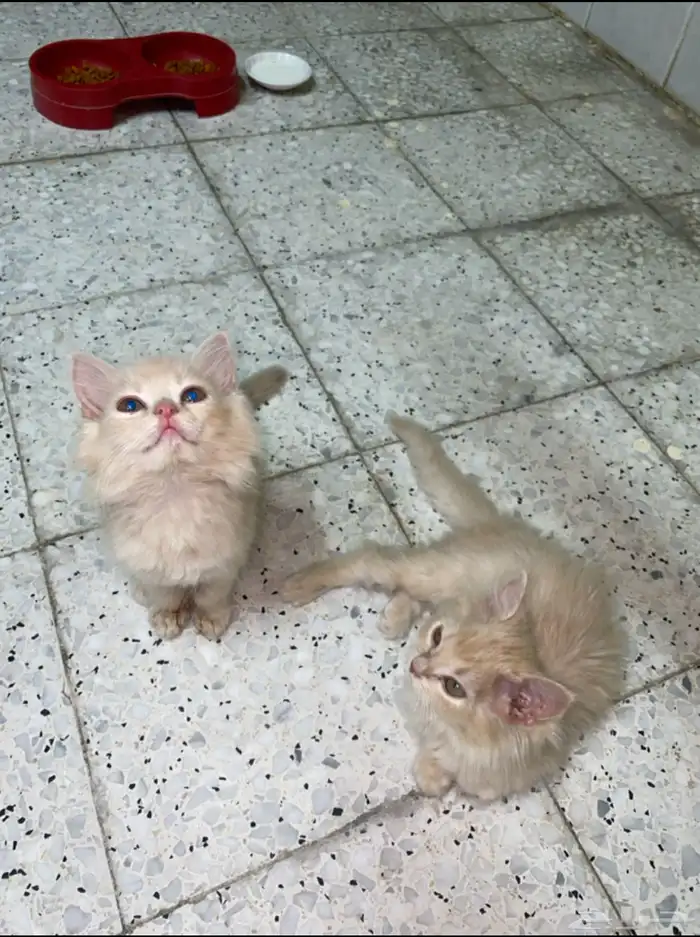 قطه شيرازي 1